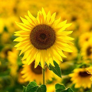 Meet your Posher, Tera